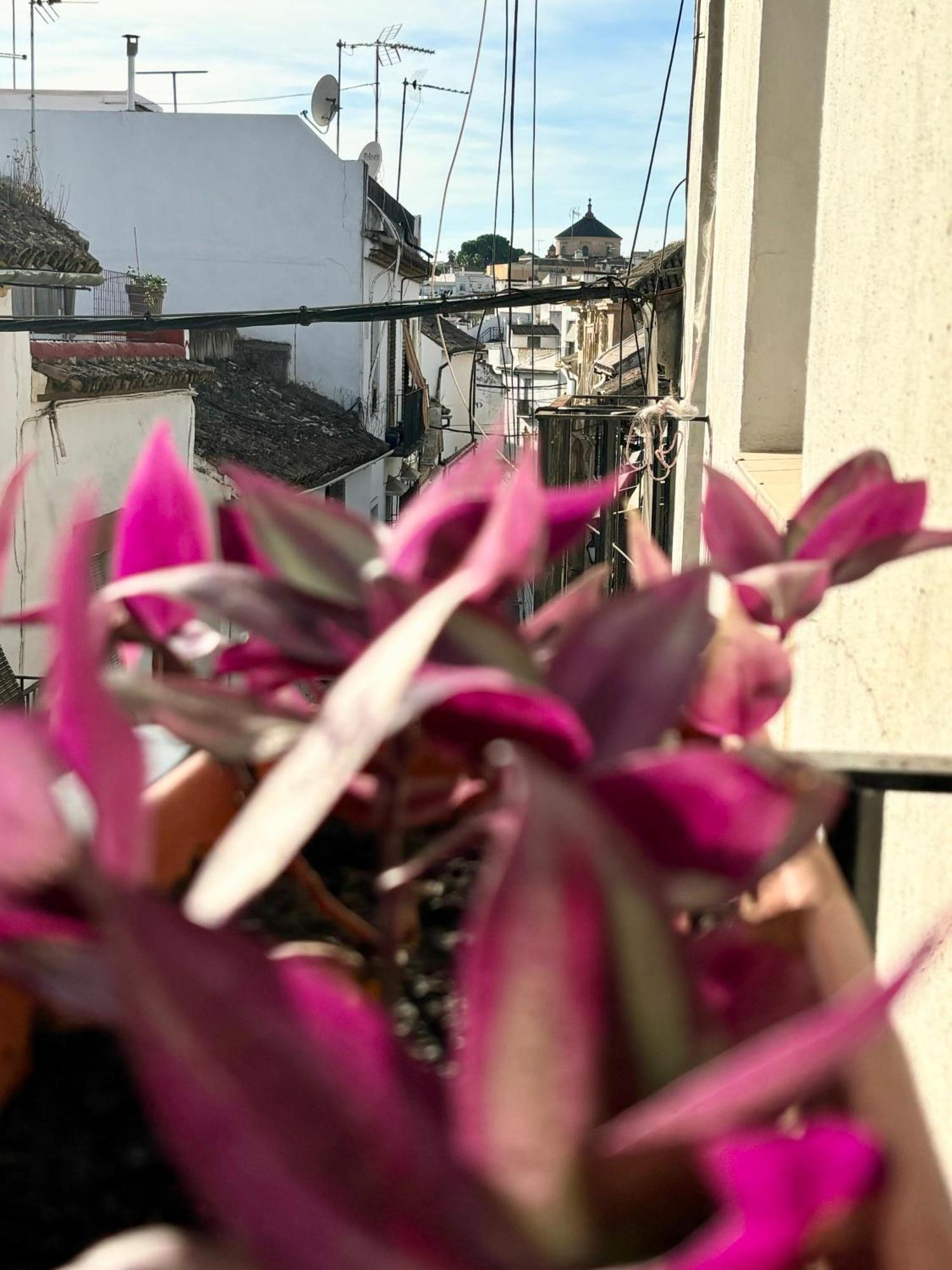 La Buganvilla De Santiago 科爾多瓦 外观 照片